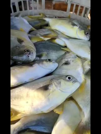 #海鲜水产 #海鲜批发 #精品海鲜