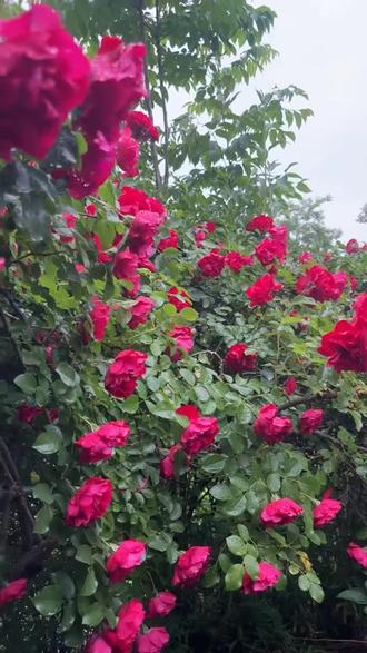 今天亲身体验一下走有鲜花的小路,你怎么没来?🌹💋