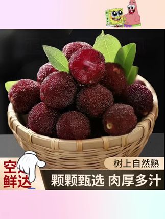 #强烈推荐 杨梅正宗云南富民东魁大树杨梅大颗又亮#农产品 #水果 #美食 #应季水果