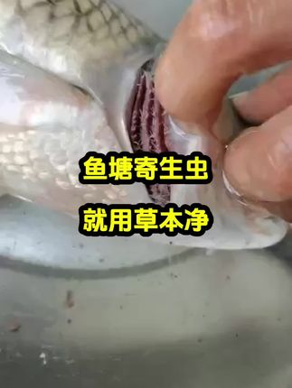 鱼塘寄生虫,就用草本净#水产养殖#高密度养殖#鱼虾蟹养殖#鱼虾蟹养殖