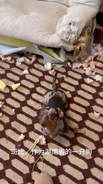 给狗狗做了件省服,湖南的狗也逃不掉省服~
小时候穿上省服就知道冬天来了,年也就快到了…
现在有了他们的陪伴
把省服做给他,省服是“它也是家里人”的证明。
#养宠人的治愈谁懂啊 #缝纫日常 #宠物手工衣服 #湖南省省服 #狗狗衣服