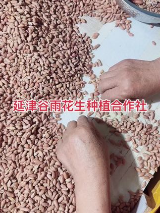 新鲜现脱壳罐装生瘪花生米,甜丝丝的哽啾啾的很好吃,健康营养还不上火#优质农产品 #传统手工 #粮食 #小时候味道 #瘪花生米