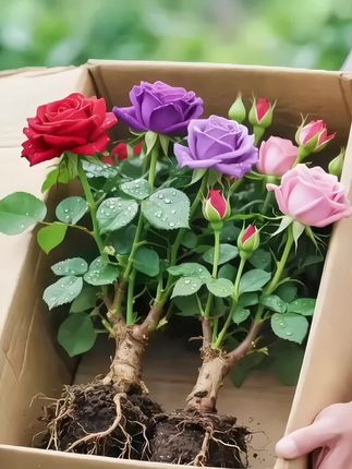 #爱生活爱养花 #一花一草一世界 #我的花花草草🌸🌸 #玫瑰老桩 #玫瑰