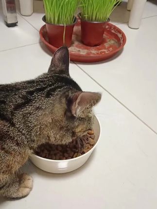宽福猫粮 全价鲜肉羊奶猫粮 鲜鸡肉牛肉营养助长肉猫主 #宠物猫 #宠物用品 #宠物猫粮狗粮 #宠物猫咪食品 #毛孩子