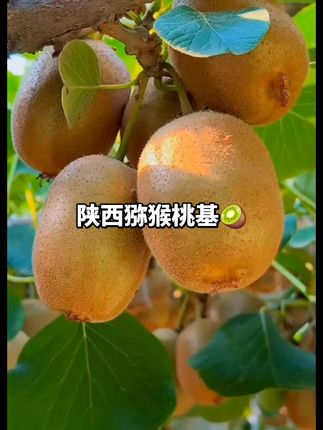 一分耕耘一分收获#猕猴桃种植 #农忙时节 #农场日常 #猕猴桃 #陕西猕猴桃 @上热门🔥🔥🔥