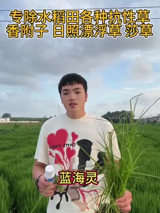 专除水稻田日照漂浮草 碎米莎草异形莎草 香附子 #莎草 #除草剂 #水稻除草 #除草不伤作物 #香附子