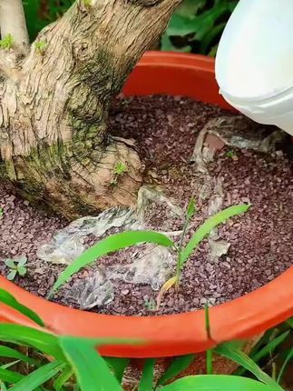 多菌灵 还在为植物病害发愁吗?多菌灵来帮你!作为一款广谱内吸性杀菌剂,它能深入植物内部,精准打击多种真菌。不管是花卉的白粉病、炭疽病,还是蔬果的根腐病、叶斑病,一经发现,多菌灵迅速出击,快速起效。而且它使用便捷,喷雾、灌根、拌土等操作都能轻松应对,无论是专业种植户,还是园艺新手,都能快速上手。选择多菌灵,就是选择高效、便捷的植物保护方案,让你的绿植茁壮成长,收获满满生机!#好物推荐🔥 #花卉绿植 #植物 #园艺生活 #养护