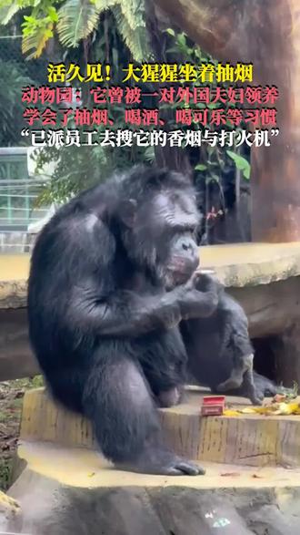 活久见!大猩猩坐着抽烟。动物园:它曾被一对外国夫妇领养,学会了抽烟、喝酒、喝可乐等习惯;已派员工去搜它的香烟与打火机。#大猩猩 #活久见系列 #动物的迷惑行为