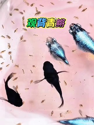 #分享我的生活日常 #水族 #观赏鱼 #鱼缸里的大自然 #观背青鳉