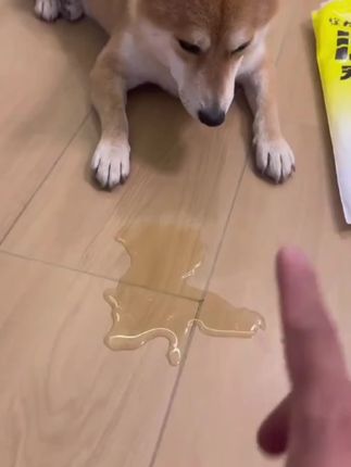 #宠物尿垫#狗狗尿垫 狗狗乱尿用这个尿垫,高效吸水没异味