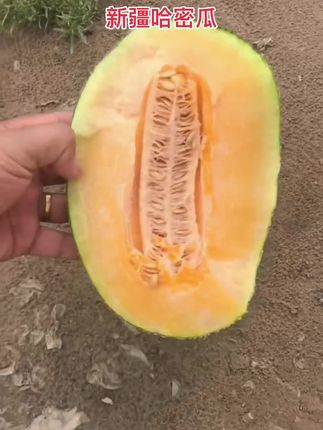新疆哈密瓜 #口感特别好 #新鲜采摘 #应季水果 #三农 #哈密瓜