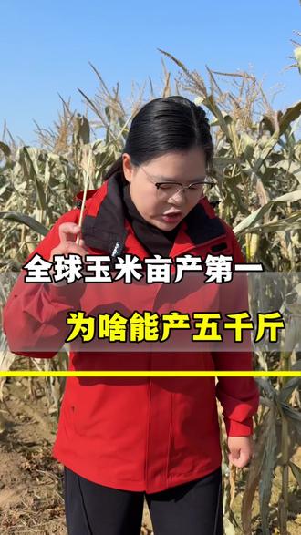 全球玉米亩产第一、为啥能亩产五千斤#玉米#玉米种植#玉米高产管理