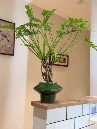 #老桩龙鳞春羽#花卉绿植 #爱生活爱养花 #绿植盆栽 !