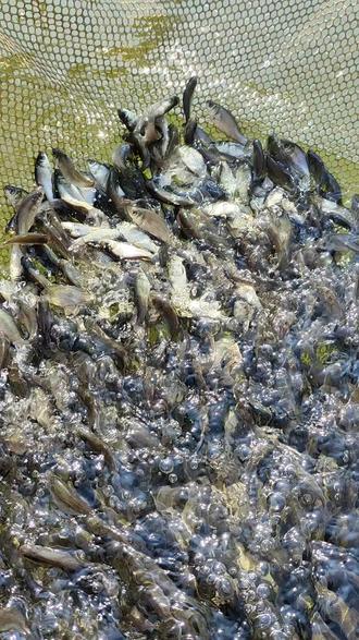 中科5号鲫鱼 银鲫鱼 白鲫鱼 四倍体鲫鱼#鱼塘