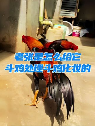 #斗鸡文化 #斗鸡#斗鸡爱好者 #斗鸡养殖 #斗鸡养殖技术