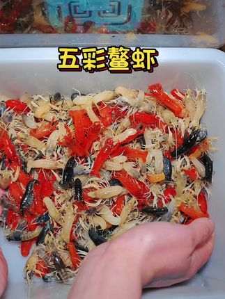 第5集|养宠党狂喜!会清洁的五彩鳌虾来啦!自带“天然除藻器”属性,啃食缸壁青苔、残饵碎屑超勤快,边卖萌边干活,鱼缸清澈亮堂全靠它~  青蓝镶边的甲壳泛着虹光,橙红螯钳举着“清洁工具”,在水草间穿梭时像游动的彩虹!性格温和不扰鱼,白天爬缸除垢,夜晚当个安静的“造景小能手”,新手也能轻松养。  既是高效清洁工,又是活体装饰品,一只搞定鱼缸保洁+颜值提升!#五彩鳌虾 #鳌虾 #观赏虾 #鱼缸除藻 #养鱼日记