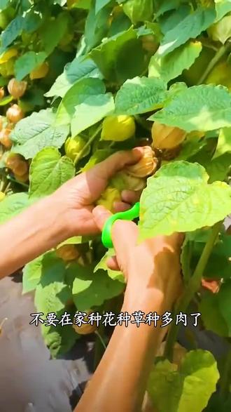 大黄菇娘果种子 #大黄菇娘果种子