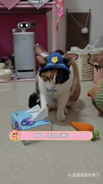 看懂笑点的 网速快到前途一片抖音了#大笨猫又在猜答案 #萝卜纸巾猫咪 #搞笑 #丁程鑫