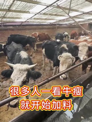 #养牛人 #养牛技术 #牛拉稀过料粪便不成型 #犊牛拉稀 #科学养牛