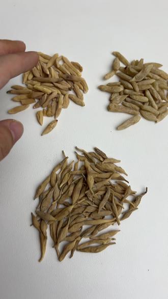 麦冬里的天花板,浙麦冬,市面上常见的还是川麦冬,山麦冬替代川麦冬这个问题一定要注意⚠️
#麦冬 #川麦冬 #山麦冬 #浙麦冬 #中药材