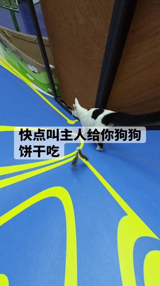 快点叫主人给你猫猫饼干吃😋#小猫咪能有什么坏心眼 #小猫