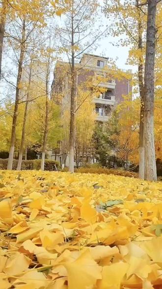 《落叶》,2025年度最难以忘怀的歌曲,令人震憾声音,Number One