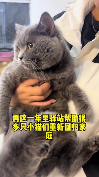 2025 “守心” 2026 重启 深耕 绽放#芜湖猫咪驿站 #猫咪猫咪 #猫咪 #领养#猫咪收容所