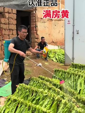 满房黄 微生物菌剂 变黄快 节省燃料 少霉烂青筋挂灰 1袋喷300杆#农业种植#农资肥料#微生物菌剂#扶农助农 #助农产品