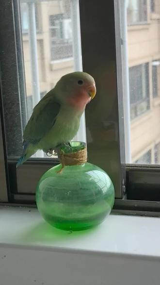 请调大些声音观看~翻相册找到了家鸟之前说“到”的视频哈哈哈,一说就会了,花椒我以后再也不说你笨了#动物成精系列 #鹦鹉 #牡丹鹦鹉 #小鸟成精了 #日常分享