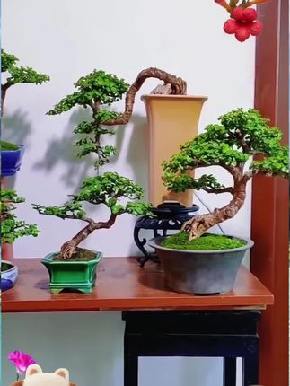 盆景造型专用铝丝用于罗汉松三角梅金枝玉叶等植物定型#铝丝#植物定型#好物推荐