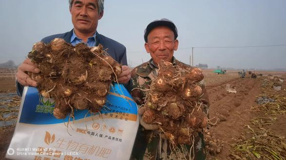 用中农富源,芋头不再重茬