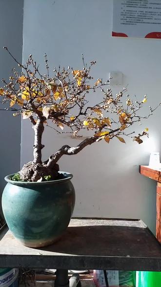 家庭如何养好花卉盆景#盆景艺术#蜡梅不开花怎么办