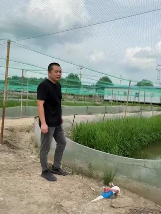 自己家养的稻田蛙,今年养明年卖#青蛙 #鲜活青蛙#衡阳麻拐