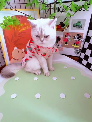 咪特朵主食猫饭,三种口味鸡肉配方,牛肉配方,鱼肉配方,一包一餐我家毛孩子的嘎嘎爱炫根本听不下来#吃货猫 #宠物吃货 #养猫新手 #宠物用品 #咪特朵主食猫饭