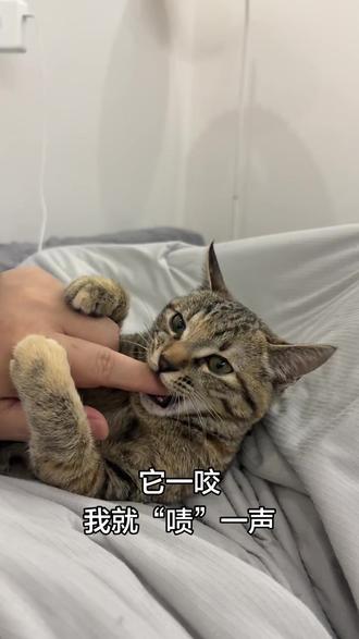 猫咬人其实是可以慢慢改掉的…#它真的好像个宝宝 #猫咪 #猫咪日常 #猫咪咬人怎么办 #狸猫