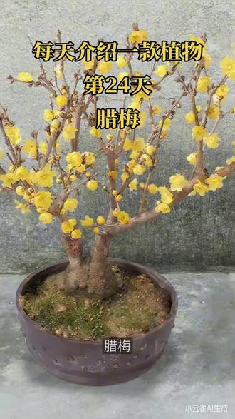 #每天分享科普知识 现在正是腊梅开花的时候,随拍几个,都是大片,剪下一枝,插在花瓶也是不错的!#一花一草都是风景 #创作者中心 #创作灵感