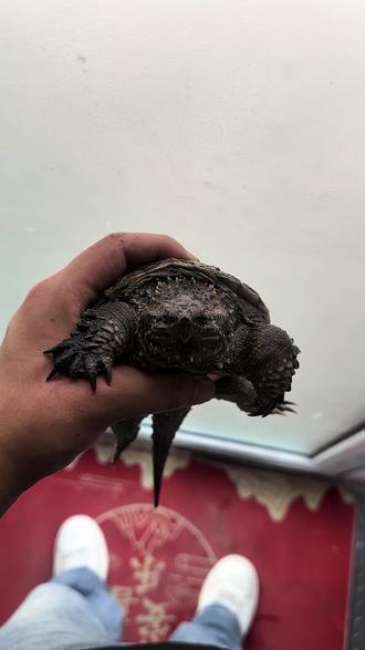 鳄龟禁售我反冲,起来面对2年后的新王!#佛鳄龟 #鳄龟