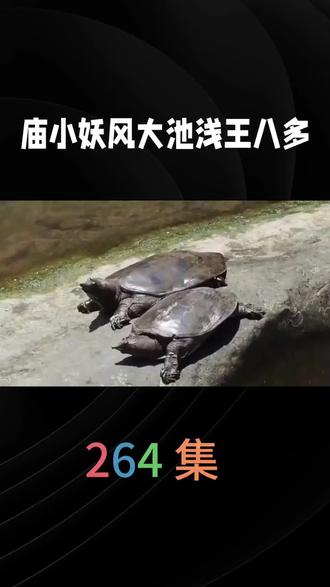 264 集俗话说:庙小妖风大,池浅王八多。