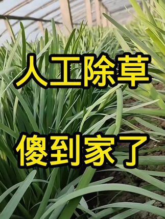 韭菜地人工除草,傻到家了!#韭菜 #韭菜种植 #三农