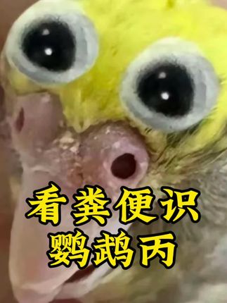 看粪便识鹦鹉并#鹦鹉 #鹦鹉鹦鹉萌萌哒逗鹦鹉 #手养鹦鹉 #萌宠 #鹦鹉日常 @抖音创作小助手