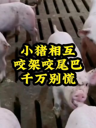 #养猪人 #每天分享养猪知识 #农村养猪人 #猪咬尾巴 #猪打架