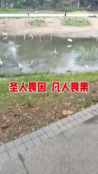 “圣人畏因”是智慧的前置与敬畏;“凡人畏果”是事后的被动与焦虑。真正的成熟,或许就是学会“在因上努力,在果上随缘”,用当下的清醒,修未来的从容。#圣人畏因#凡人畏果#佛教#自我觉醒#强者思维