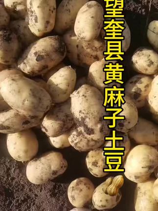 #口感特别好 #纯天然绿色食品 #记录生活 #红薯 #土特产 新土豆🥔