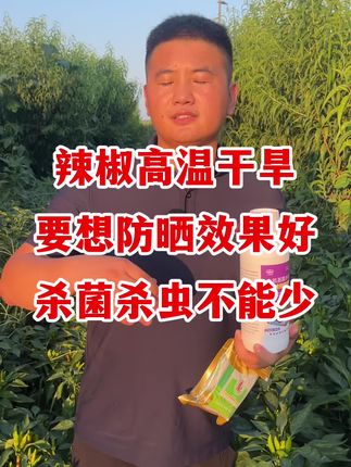 辣椒防晒剂要想效果好,防虫防病不能少 #辣椒种植#辣椒管理 #辣椒高产 #辣椒病害防治 #辣椒