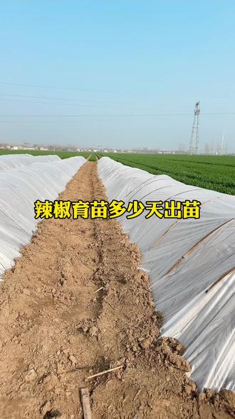 辣椒苗到底多少天出苗呢,根据育苗温度决定的#辣椒种植 #辣椒育苗 #辣椒育苗技术 #河南小莉辣椒服务中心 #DOU➕小助手