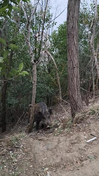 槐园真的偶遇野猪🐗了