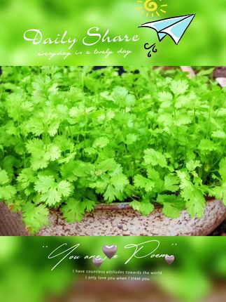 【速生香菜种子】四季大叶香菜种子浓香高产香菜阳台盆栽蔬菜种子#种子 #香菜