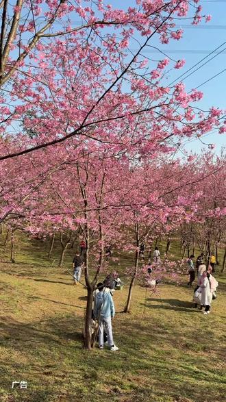 春节踏青赏樱,就来凌云山七彩樱花谷。景区2月22日正月初六正式开放,300多亩樱花谷、5万余株樱花竞相开放。这里是4A级景区、国家级森林公园,环境优美、设施齐全。特惠预售票9.9元/人,凭票免费停车,适合全家休闲游玩,春日打卡浪漫又舒心。#凌云山七彩樱花谷 #南充春节踏青赏花#南充春节去哪儿玩#南充春节周边游