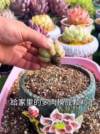 【买五斤送七斤】多肉专用颗粒土适合种植疏松透气有机发根思威博#颗粒土 #养多肉 #多肉专用颗粒土 #室内盆栽