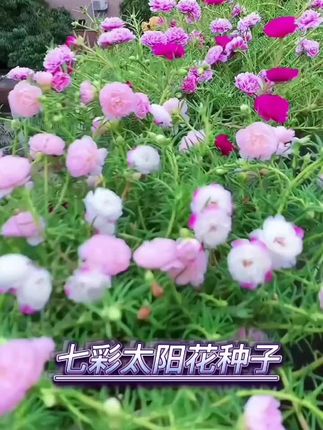 非常适合新手种植的#重瓣太阳花 种子,耐寒耐热,特别好养;开花五彩斑斓,还会散发出淡淡的清香#爱生活爱养花 #花卉绿植 #一起养花 #日常生活